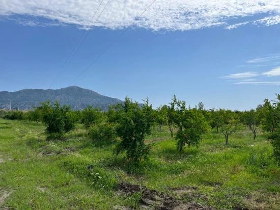 Granatapfelgarten Zum Verkauf An Der Straße Dalyan – İztuzu