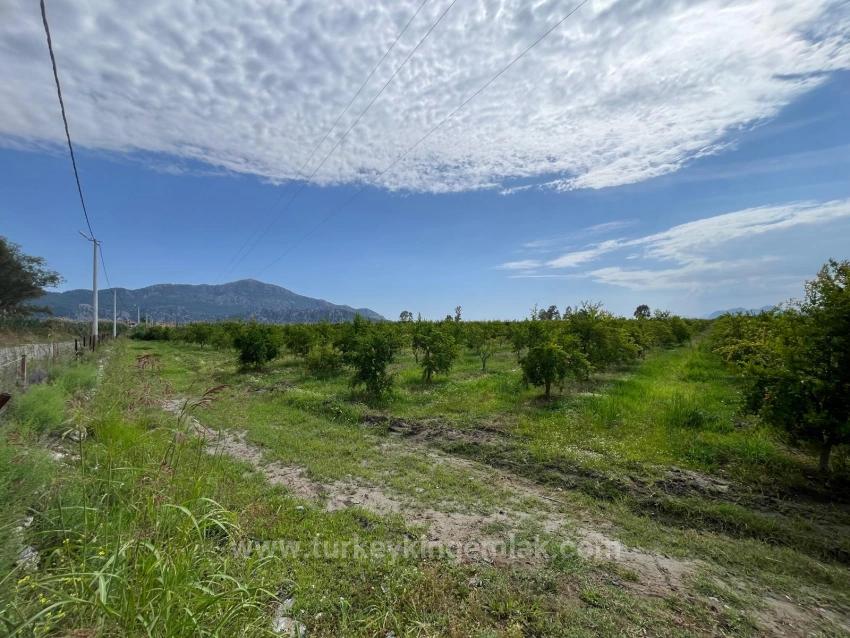 Pomegranate Garden For Sale On The Dalyan – İztuzu Road