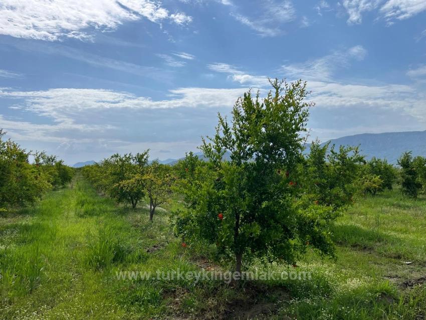 Pomegranate Garden For Sale On The Dalyan – İztuzu Road