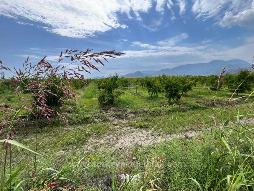 Pomegranate Garden For Sale On The Dalyan – İztuzu Road