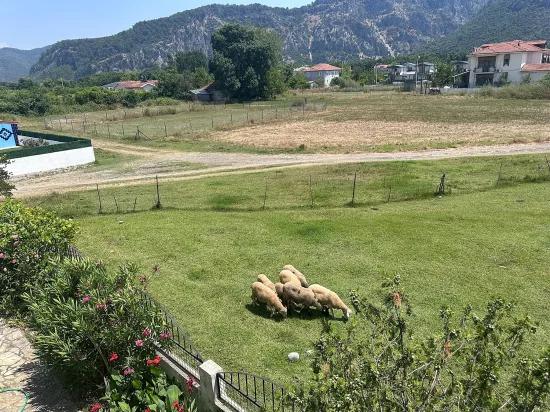 Spacious Village Home With Mountain Views And Mature Gardens