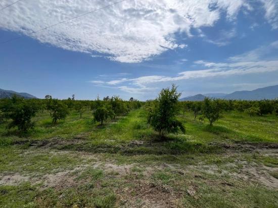 Pomegranate Garden For Sale On The Dalyan – İztuzu Road
