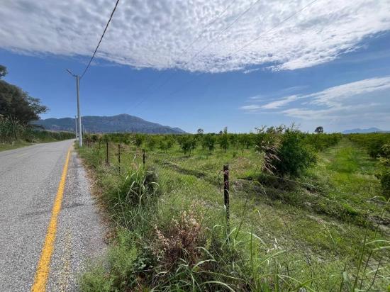 Dalyan – İztuzu Yolu Üzerinde Satılık Nar Bahçesi
