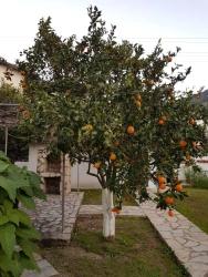 Ortaca Dalyan Mah. Satılık 2+1 Müstakil Ev - 1.357 m²