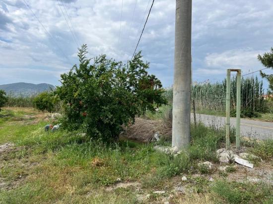 Dalyan – İztuzu Yolu Üzerinde Satılık Nar Bahçesi